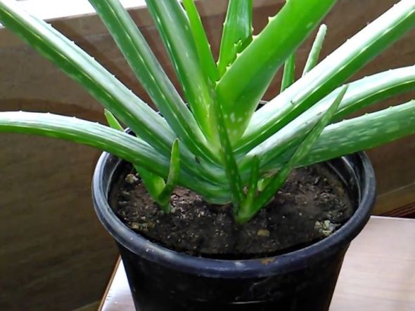 aloe vera casa