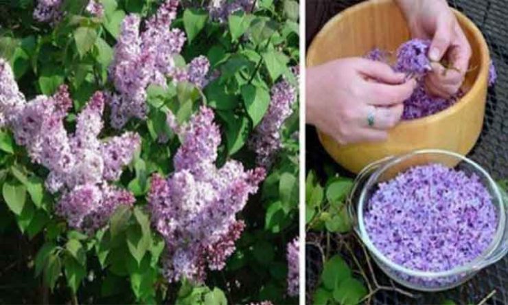 Intrebuintarile uleiului de liliac. Umple o cana cu apa si pune cateva flori de liliac. Iata de ce