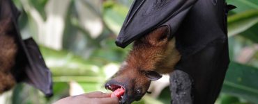 bats humans coronavirus
