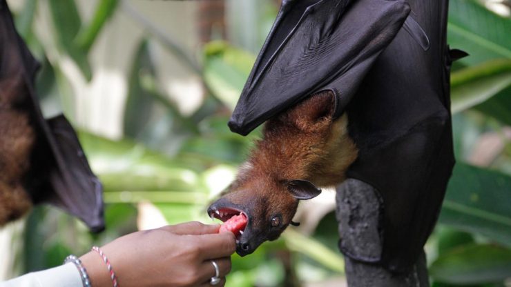 bats humans coronavirus