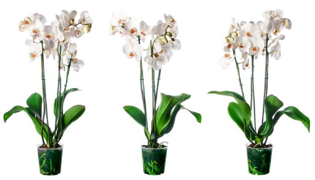3 ingrediente care iti readuc la viata plantele 1024x586 1