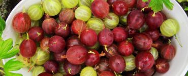 Cel mai puternic fruct din lume Este plin de antioxidanti si are de 20 de ori mai multa vitamina C decat sucul de portocale