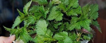Urzica planta medicinala a primaverii. Iata cum ajuta la curatarea organismului