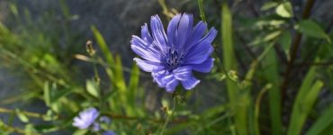 chicory 2691291 640