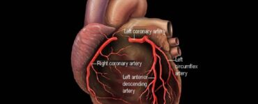coronary arteries heart 59bbf17e0d327a0011d33a1e
