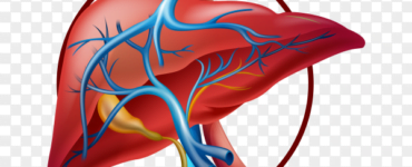Normal liver illustration on transparent background PNG